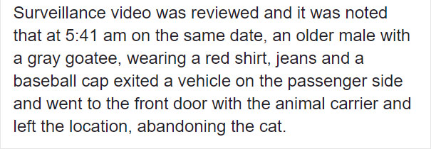 Someone Dumped A Cat At A Shelter Overnight In A Terrible Condition, But After Shaving Its Fur They Saw A True Beauty Someone Dumped A Cat At A Shelter Overnight In A Terrible Condition, But After Shaving Its Fur They Saw A True Beauty