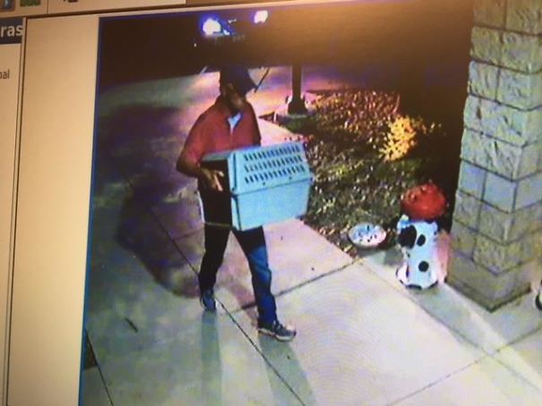 Someone Dumped A Cat At A Shelter Overnight In A Terrible Condition, But After Shaving Its Fur They Saw A True Beauty Someone Dumped A Cat At A Shelter Overnight In A Terrible Condition, But After Shaving Its Fur They Saw A True Beauty