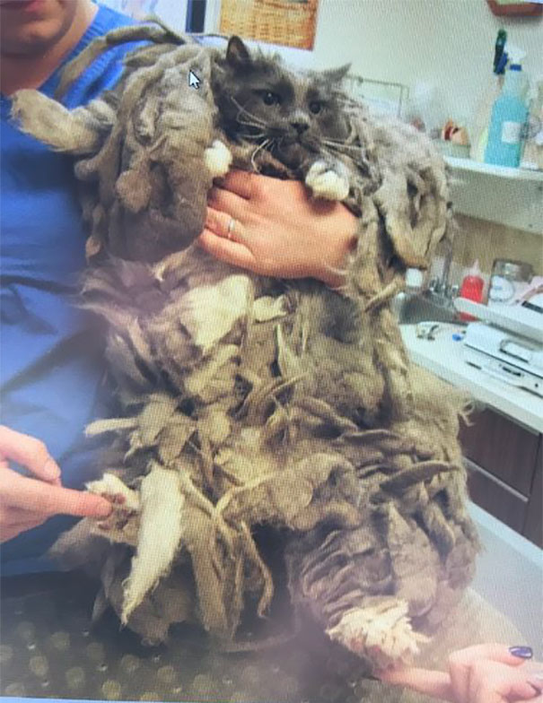 Someone Dumped A Cat At A Shelter Overnight In A Terrible Condition, But After Shaving Its Fur They Saw A True Beauty Someone Dumped A Cat At A Shelter Overnight In A Terrible Condition, But After Shaving Its Fur They Saw A True Beauty
