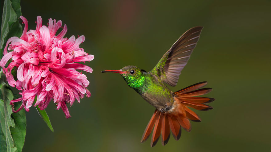 19 Things To Know About Hummingbirds