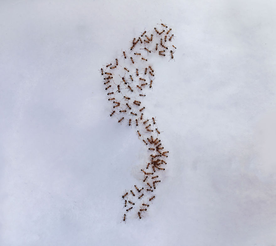 I 'Pay' Ants In Sugar To Help Me Finish My Animal Paintings (12 Pics)