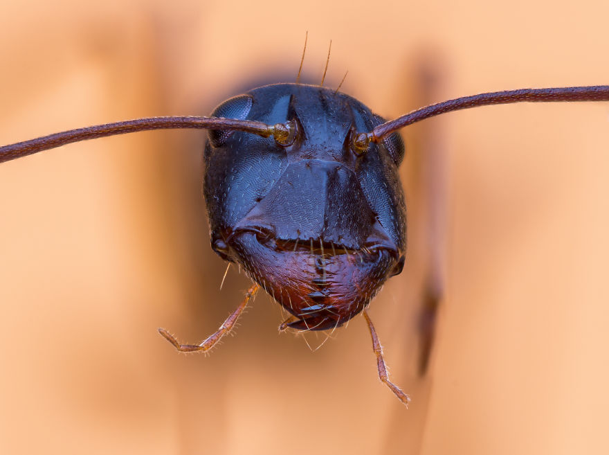 These Portraits Of Insects Will Make You Look At Them In A Whole New Light!