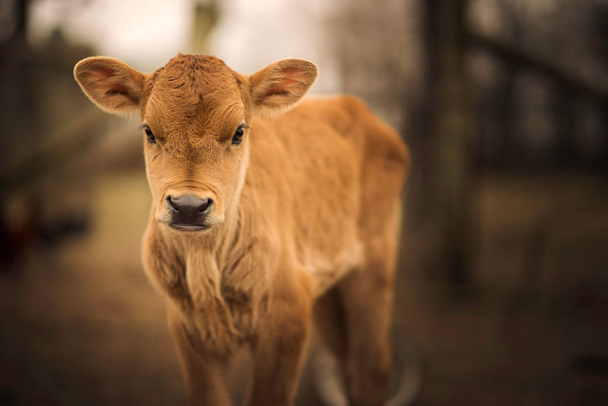 Growing Up In A Farm