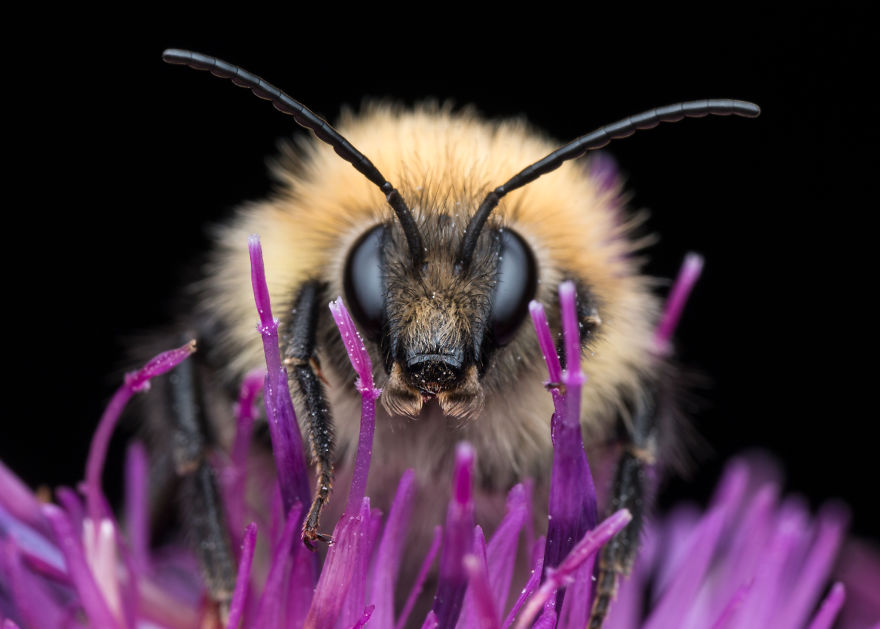 These Portraits Of Insects Will Make You Look At Them In A Whole New Light!