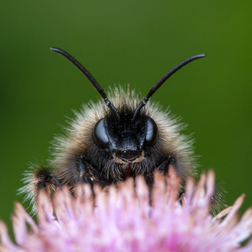These Portraits Of Insects Will Make You Look At Them In A Whole New Light!