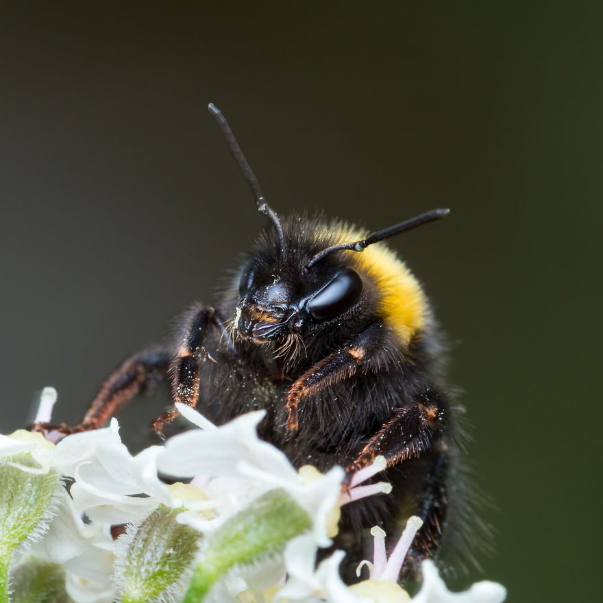 These Portraits Of Insects Will Make You Look At Them In A Whole New Light!