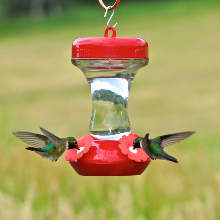 19 Things To Know About Hummingbirds