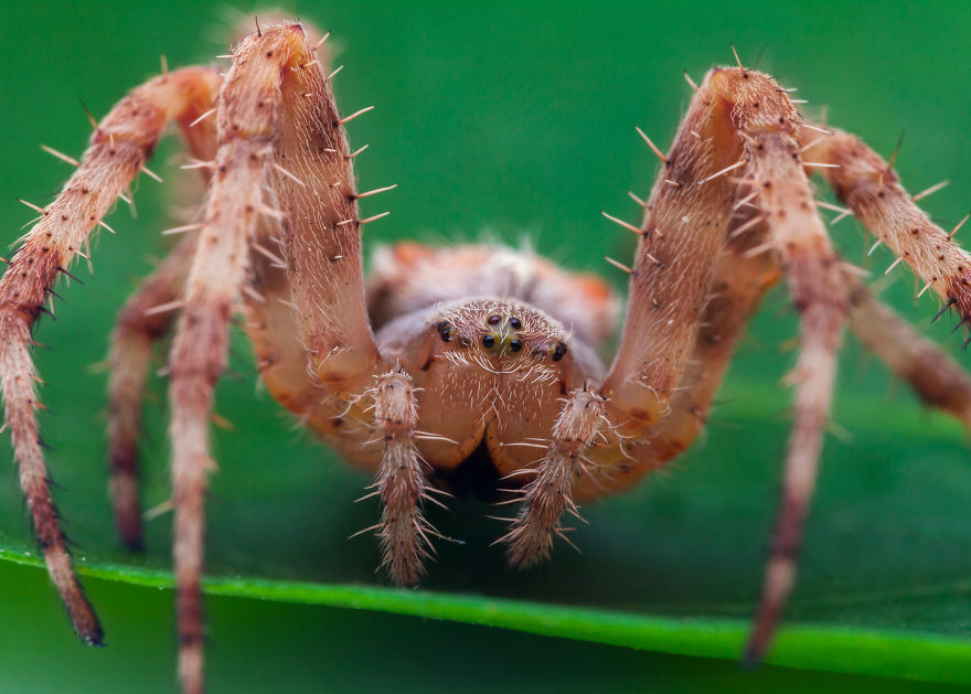 These Portraits Of Insects Will Make You Look At Them In A Whole New Light!