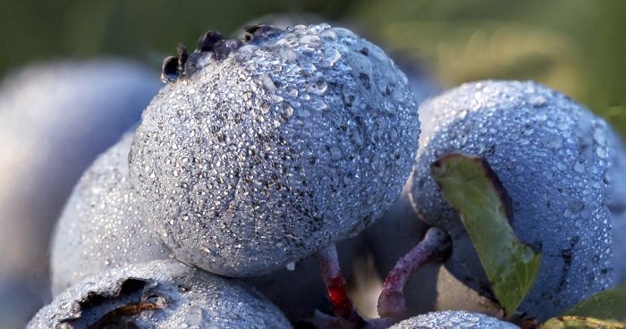I Photographed The Life Cycle Of Blueberries, And I Couldn’t Have Imagined It Being So Beautiful