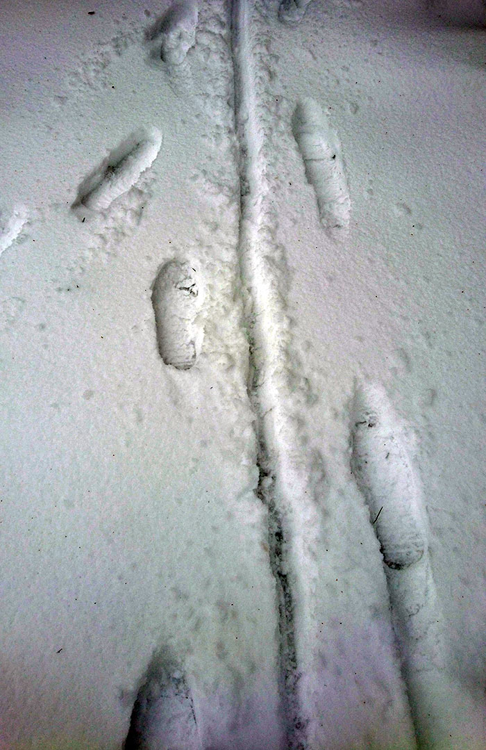 My Wife Dared Me To Go Out In The Snow In Nothing But My Boots