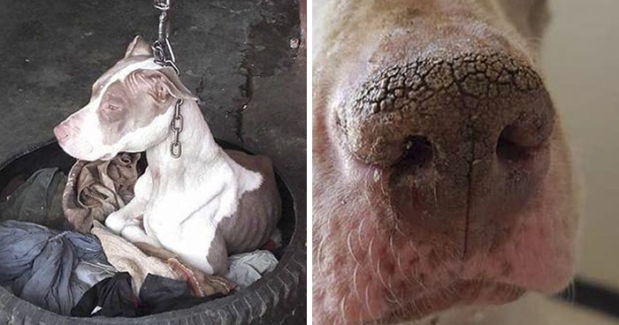 Tenían a este perro con una cadena tan corta que no podía reposar la cabeza. Sus fotos de antes y después te harán llorar