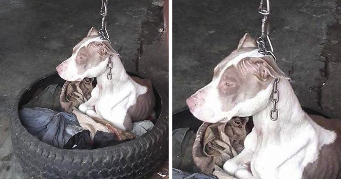 Dog Kept On Such A Short Chain She Could Never Rest Her Head Is Finally Rescued And The After Pics Will Bring You Joy
