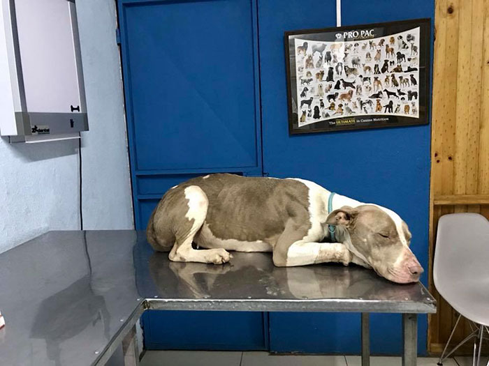Dog Kept On Such A Short Chain She Could Never Rest Her Head Is Finally Rescued And The After Pics Will Bring You Joy Dog Kept On Such A Short Chain She Could Never Rest Her Head Is Finally Rescued And The After Pics Will Bring You Joy