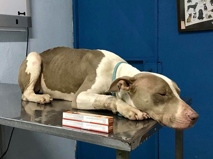 Dog Kept On Such A Short Chain She Could Never Rest Her Head Is Finally Rescued And The After Pics Will Bring You Joy Dog Kept On Such A Short Chain She Could Never Rest Her Head Is Finally Rescued And The After Pics Will Bring You Joy