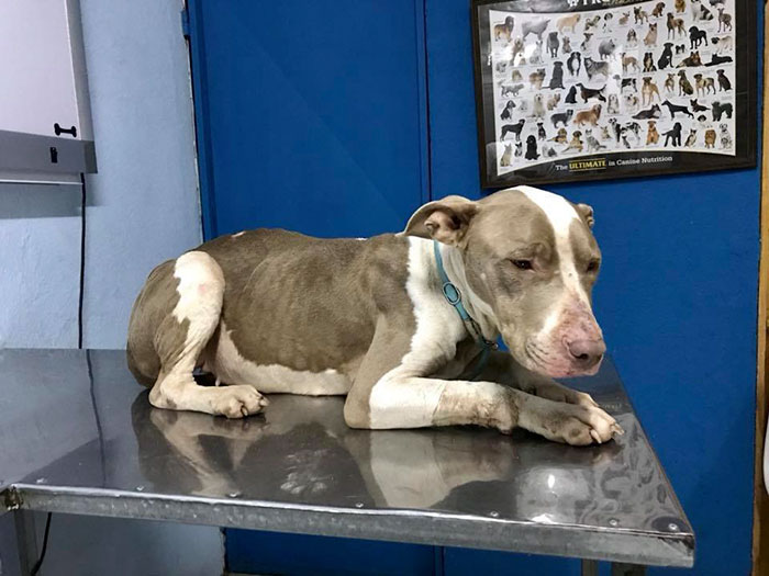 Dog Kept On Such A Short Chain She Could Never Rest Her Head Is Finally Rescued And The After Pics Will Bring You Joy Dog Kept On Such A Short Chain She Could Never Rest Her Head Is Finally Rescued And The After Pics Will Bring You Joy