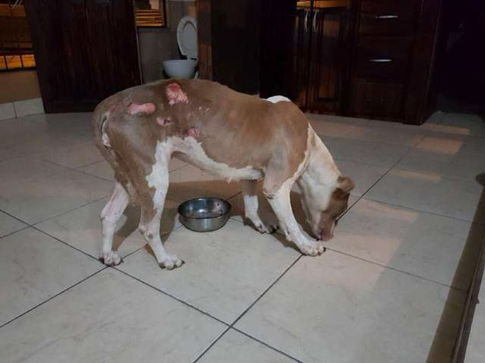 Dog Kept On Such A Short Chain She Could Never Rest Her Head Is Finally Rescued And The After Pics Will Bring You Joy Dog Kept On Such A Short Chain She Could Never Rest Her Head Is Finally Rescued And The After Pics Will Bring You Joy