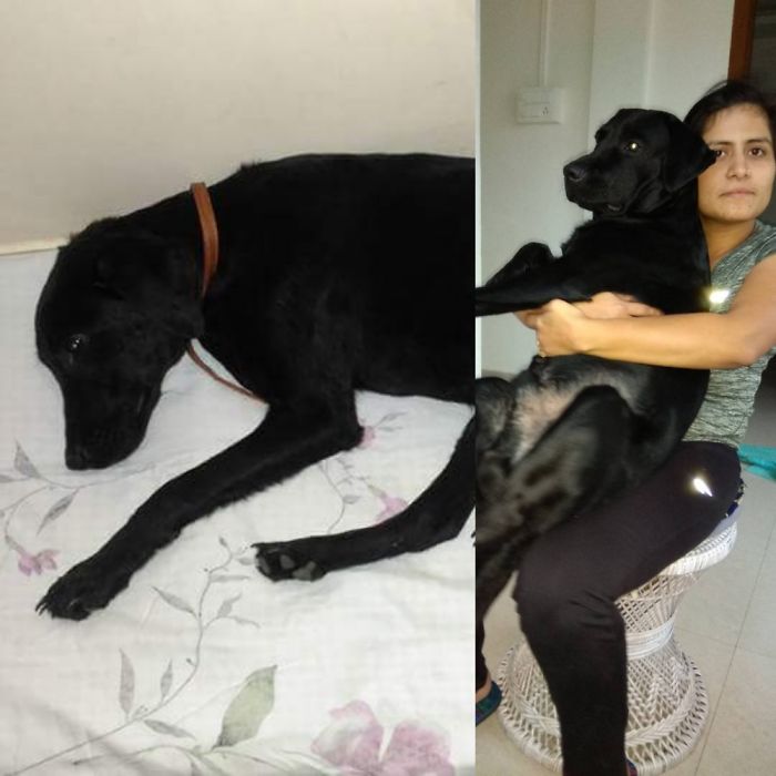 Then And Now. Eddie Was 9 Kgs N Very Sick When We First Brought Him Home. He Is Very Loved. 😍