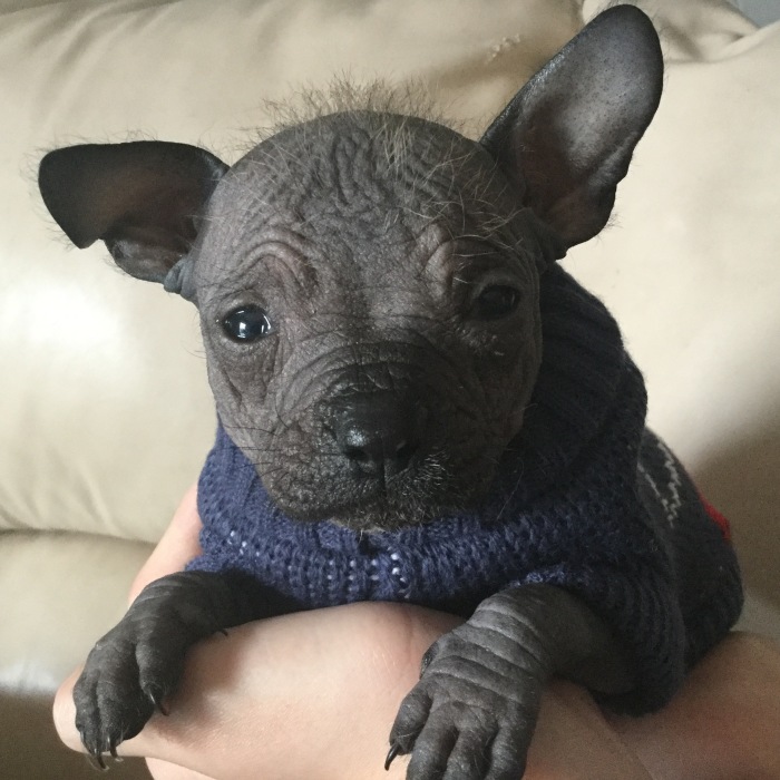 Hello Everyone! My Name Is Dumbo