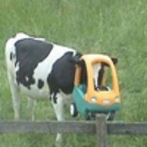 sleepinglioness avatar