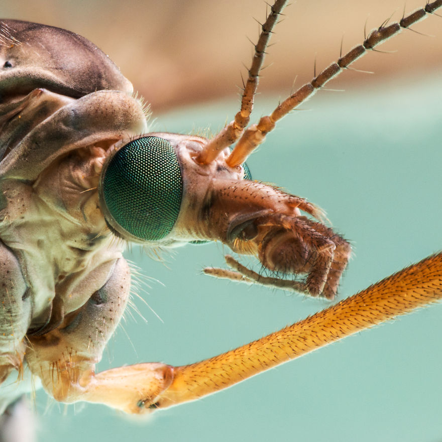 These Portraits Of Insects Will Make You Look At Them In A Whole New Light!