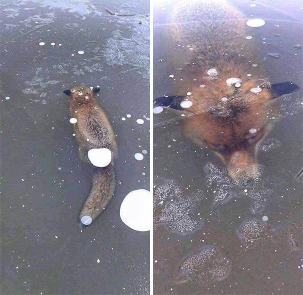 When Mozilla Freezes