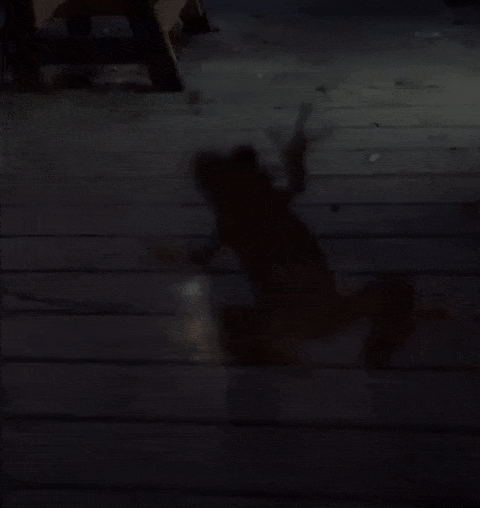 A Firefly Kept Right On Flashing After Being Eaten By A Frog