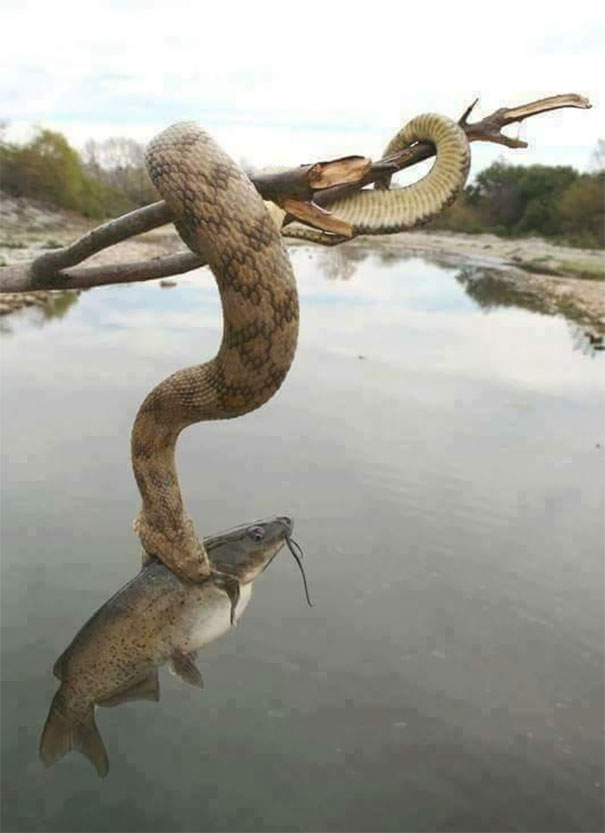 My Dad Sent Me This Photo. Water Mocassin? Tennessee