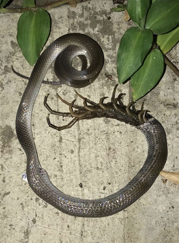 Found In Mexico. Battle To The Death