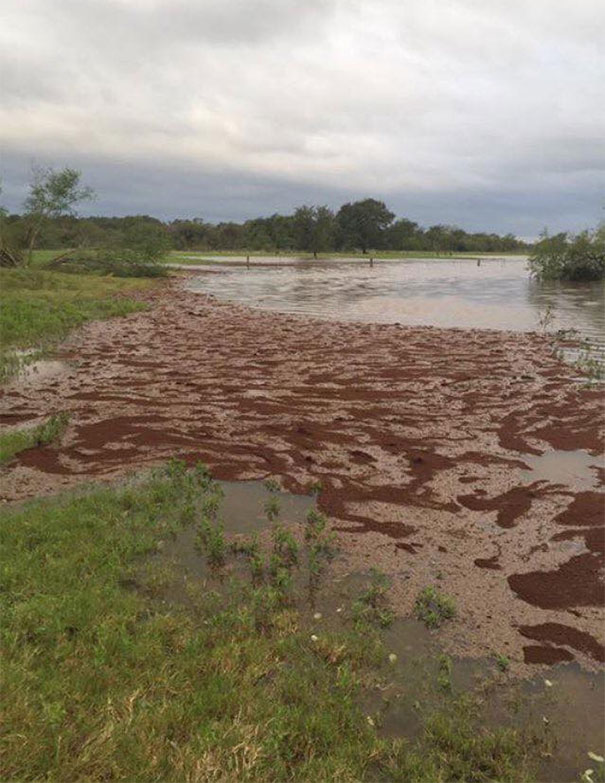 Millions Of Fire Ants Floating In Flooding From Harvey