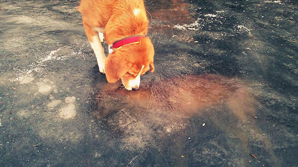 The Fox And The Hound