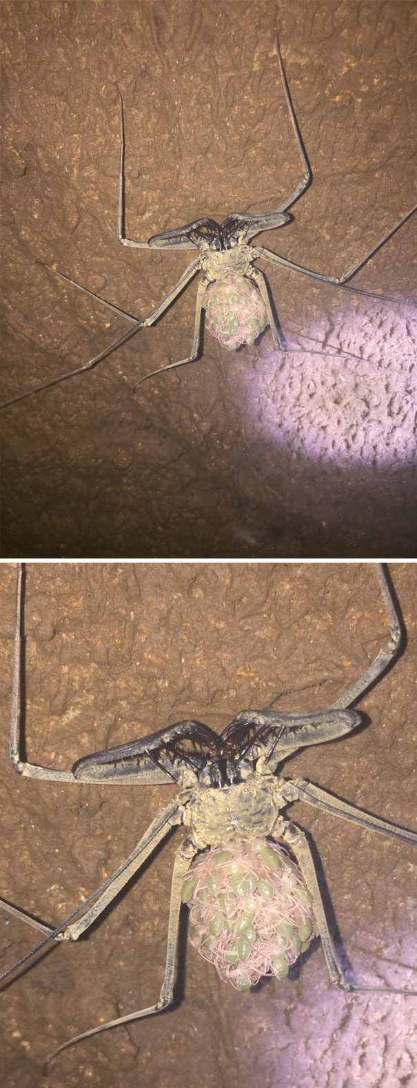 A Mother Whip Spider Carrying Her Babies On Her Back