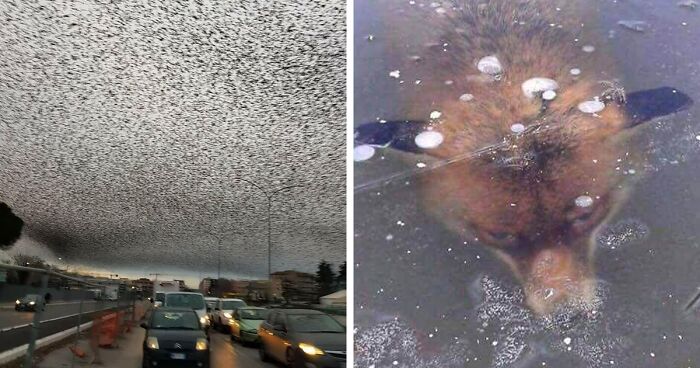 50 Times Nature Made Us Say NOPE” (WARNING: This List Might Be Too Scary For You)”