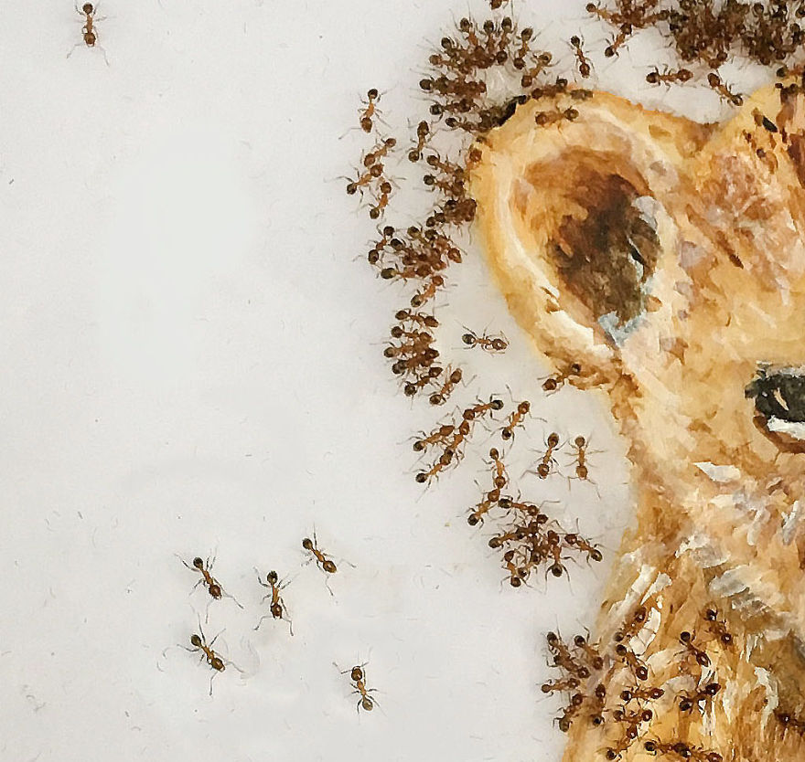 I 'Pay' Ants In Sugar To Help Me Finish My Animal Paintings (12 Pics)
