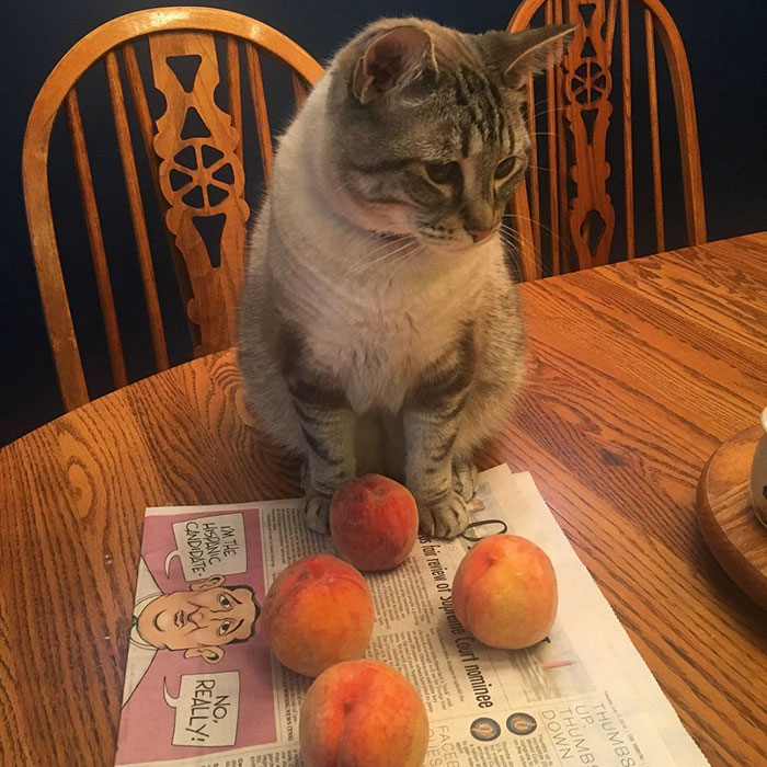 This Adorable Cat Loves Peaches And People On The Internet Are Losing Their Minds This Adorable Cat Loves Peaches And People On The Internet Are Losing Their Minds