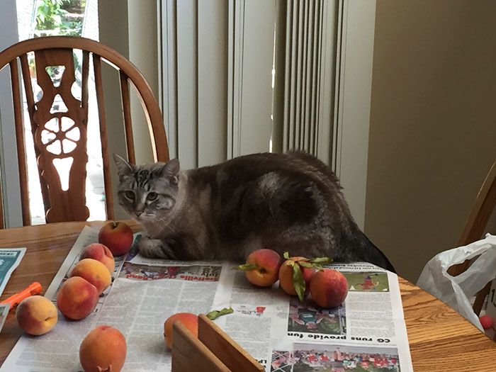 This Adorable Cat Loves Peaches And People On The Internet Are Losing Their Minds This Adorable Cat Loves Peaches And People On The Internet Are Losing Their Minds
