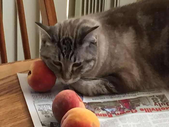 This Adorable Cat Loves Peaches And People On The Internet Are Losing Their Minds
