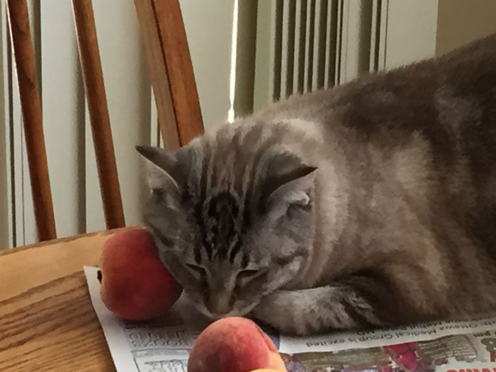This Adorable Cat Loves Peaches And People On The Internet Are Losing Their Minds This Adorable Cat Loves Peaches And People On The Internet Are Losing Their Minds