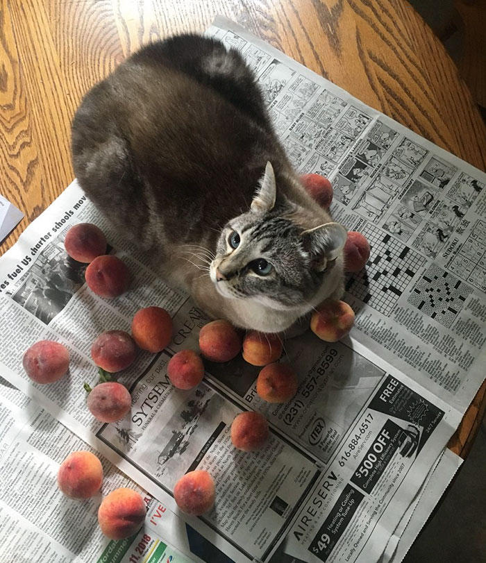 This Adorable Cat Loves Peaches And People On The Internet Are Losing Their Minds