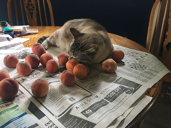 This Adorable Cat Loves Peaches And People On The Internet Are Losing Their Minds