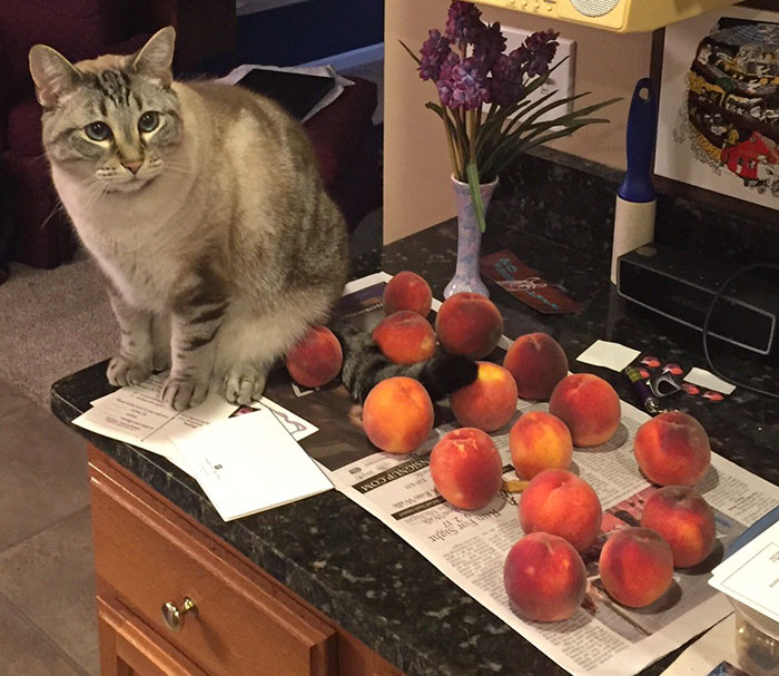 This Adorable Cat Loves Peaches And People On The Internet Are Losing Their Minds This Adorable Cat Loves Peaches And People On The Internet Are Losing Their Minds