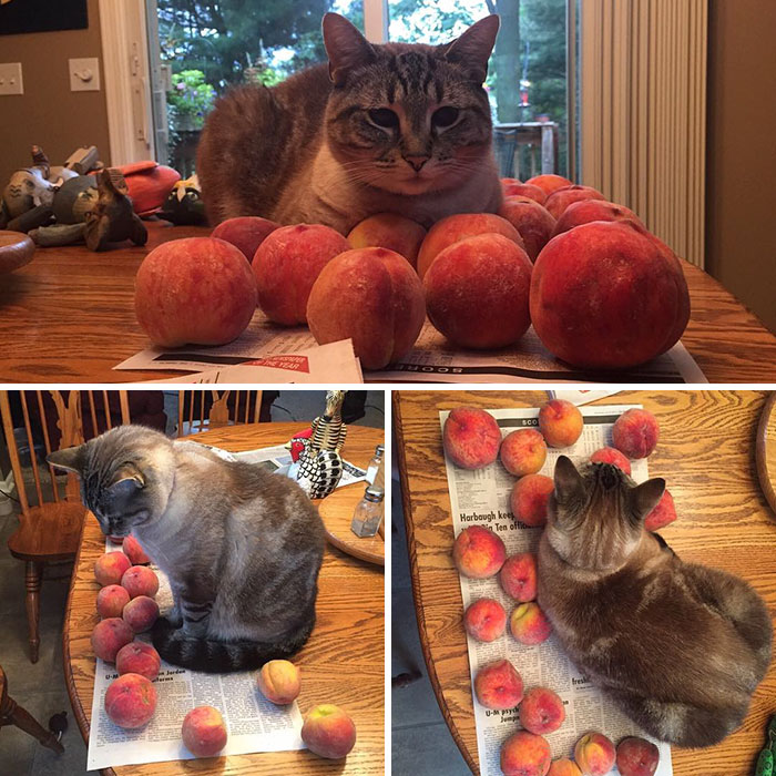 This Adorable Cat Loves Peaches And People On The Internet Are Losing Their Minds