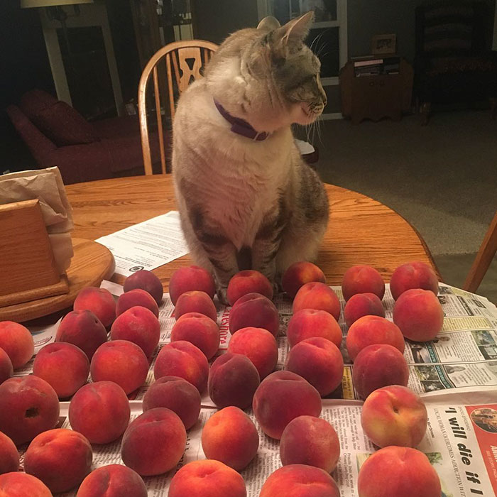 This Adorable Cat Loves Peaches And People On The Internet Are Losing Their Minds This Adorable Cat Loves Peaches And People On The Internet Are Losing Their Minds