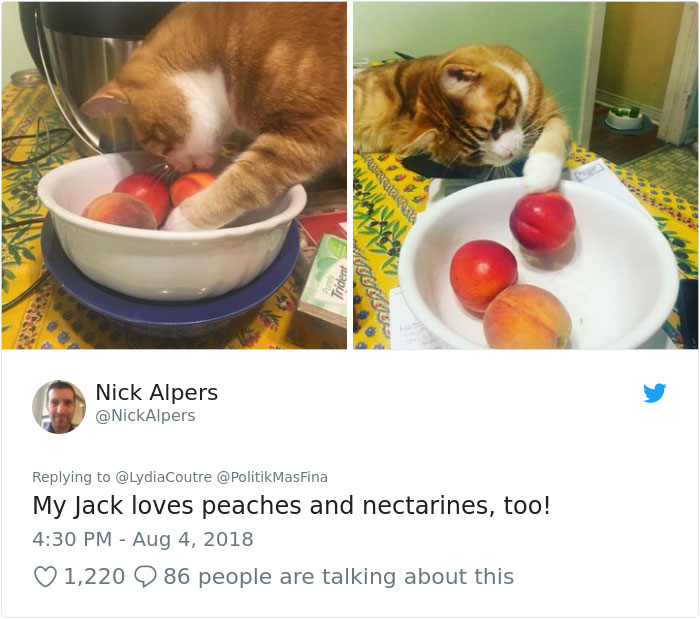 This Adorable Cat Loves Peaches And People On The Internet Are Losing Their Minds