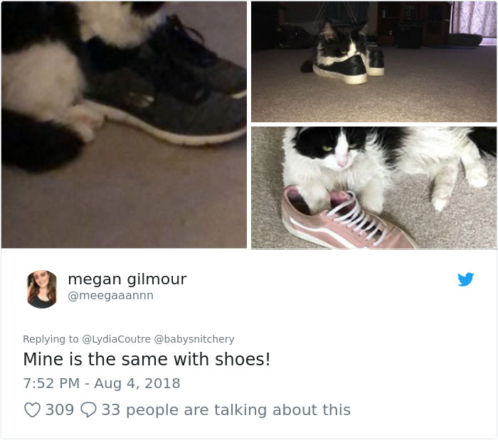This Adorable Cat Loves Peaches And People On The Internet Are Losing Their Minds
