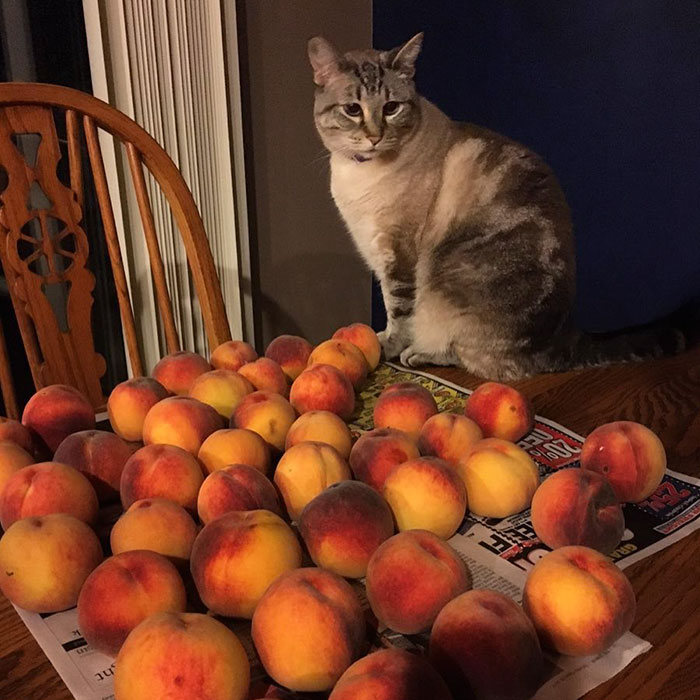 This Adorable Cat Loves Peaches And People On The Internet Are Losing Their Minds