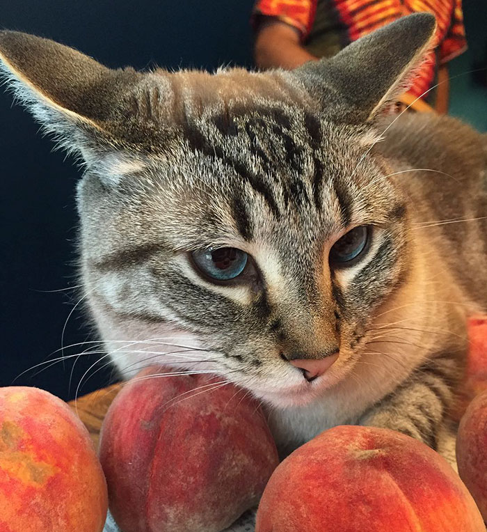 This Adorable Cat Loves Peaches And People On The Internet Are Losing Their Minds This Adorable Cat Loves Peaches And People On The Internet Are Losing Their Minds