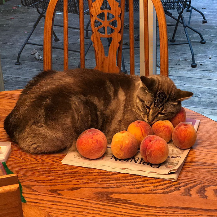 This Adorable Cat Loves Peaches And People On The Internet Are Losing Their Minds This Adorable Cat Loves Peaches And People On The Internet Are Losing Their Minds
