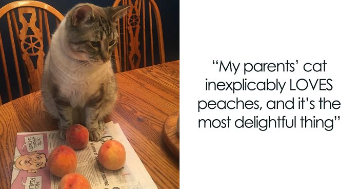 This Adorable Cat Loves Peaches And People On The Internet Are Losing Their Minds