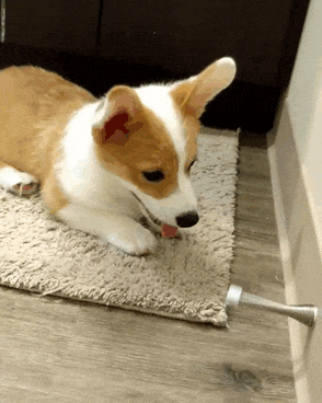 Cute puppy playing on a carpet, exploring a door stopper with curiosity.