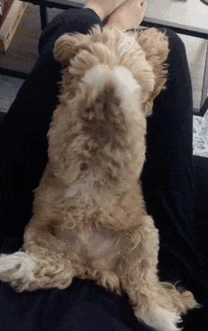 A fluffy puppy resting on a person's lap, surrounded by a cozy indoor setting.